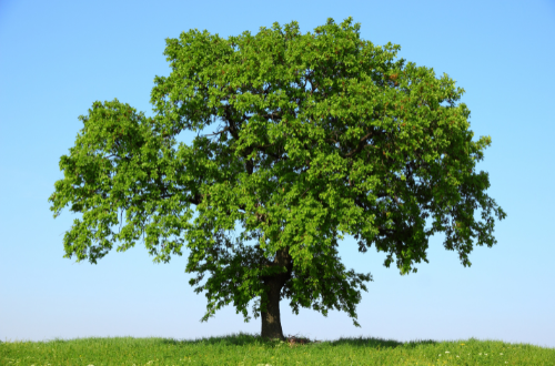 Een groene boom tegen een blauwe lucht